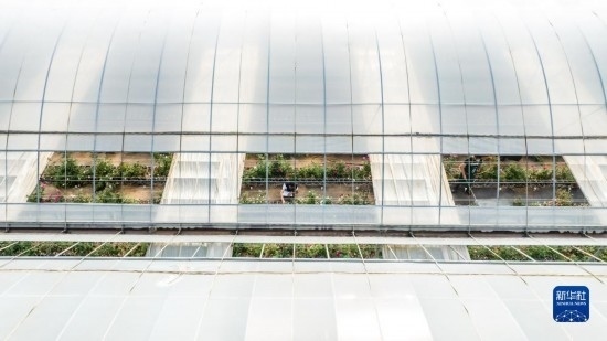 云南省安寧市現代農業(yè)園區(qū)玫瑰種植示范園一景（無人機照片，10月20日攝）。