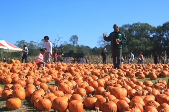  2020年10月31日，在美國新奧爾良市，人們在南瓜農(nóng)場里玩耍。新華社發(fā)（魏蘭攝）