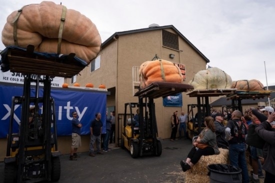  10月9日，在美國加利福尼亞州圣馬特奧縣半月灣舉行的南瓜稱重大賽現(xiàn)場，人們圍觀參賽的南瓜。新華社發(fā)（李建國攝）