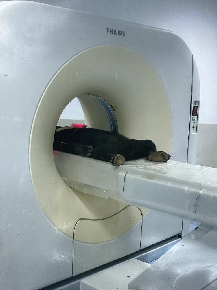 長隆野生動(dòng)物世界的動(dòng)物醫(yī)院內(nèi)，馬來熊在做核磁共振檢查。人民網(wǎng)記者 李舫攝