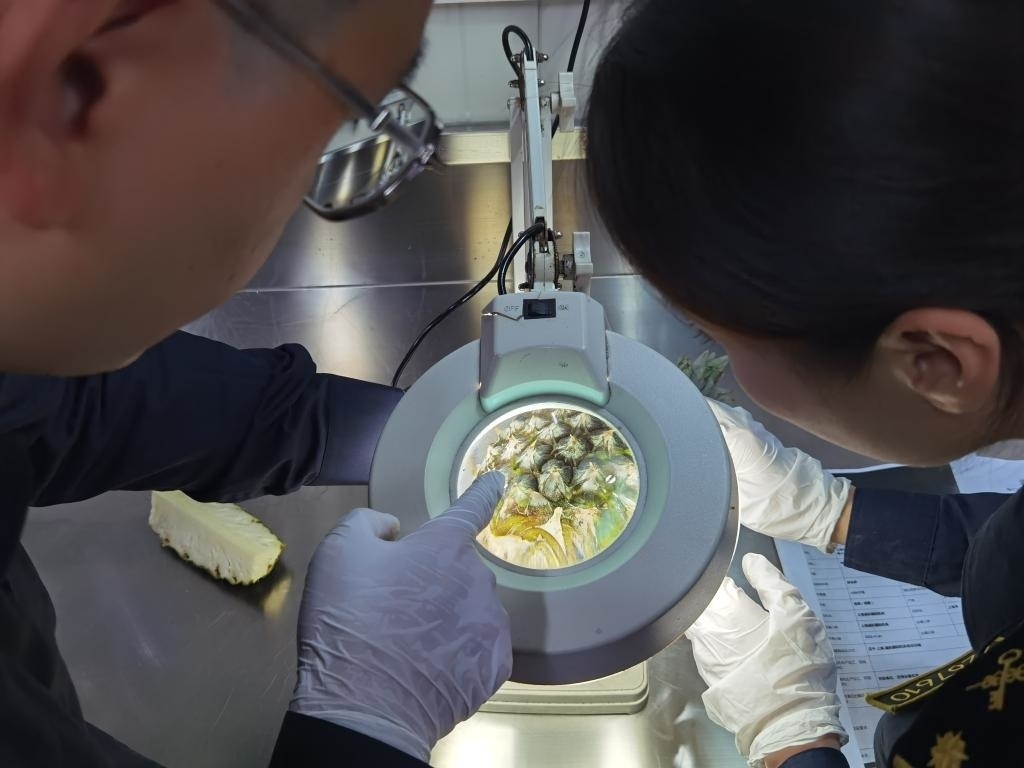 11月3日，上海海關(guān)關(guān)員對(duì)首批入境中國(guó)、參展第六屆進(jìn)博會(huì)的貝寧菠蘿進(jìn)行檢驗(yàn)檢疫。新華社記者 吳宇 攝