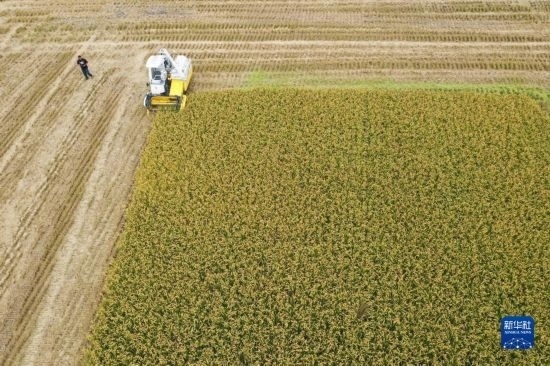 11月4日，在南通市通州區(qū)十總鎮(zhèn)育民村農(nóng)場，一臺設(shè)置好參數(shù)的無人收割機在工作中（無人機照片）。