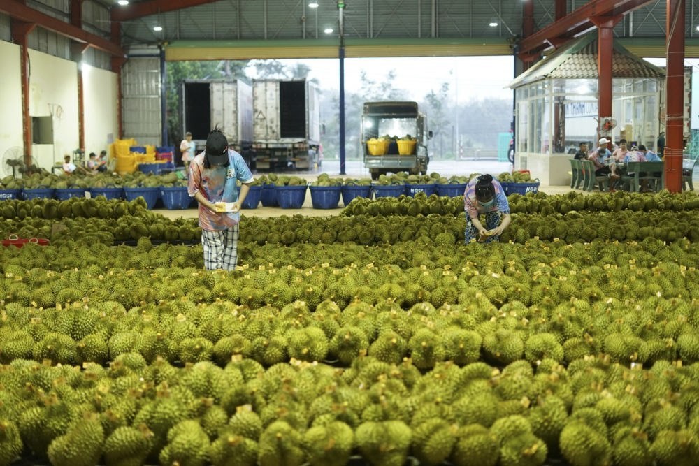 2023年9月15日，在越南多樂(lè)省一家榴蓮加工廠，工人在給即將出口到中國(guó)的榴蓮包裝貼牌。隨著《區(qū)域全面經(jīng)濟(jì)伙伴關(guān)系協(xié)定》紅利釋放，中國(guó)—東盟貿(mào)易規(guī)模進(jìn)一步擴(kuò)大。越來(lái)越多東盟國(guó)家的優(yōu)質(zhì)水果便捷地進(jìn)入中國(guó)市場(chǎng)，走上消費(fèi)者的餐桌。