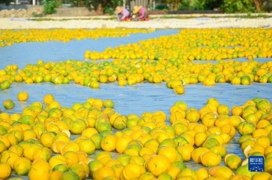 11月25日在廣東省江門市新會區(qū)拍攝的在空地上晾曬的新會柑皮。
