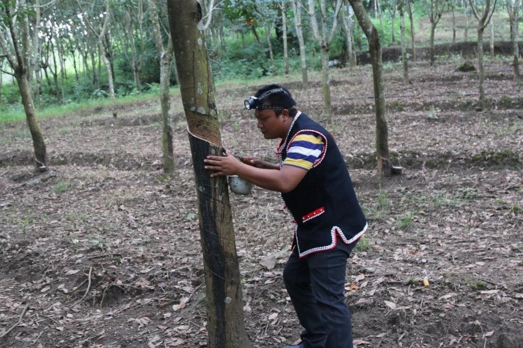 2017年10月，云南省永德縣團(tuán)樹村佤族膠農(nóng)蔣文富在割膠