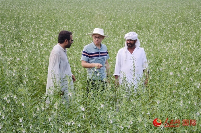 中巴經(jīng)濟(jì)走廊農(nóng)業(yè)合作中心負(fù)責(zé)人席建龍（中）與巴基斯坦當(dāng)?shù)剞r(nóng)戶在芝麻種植園交流作物生長情況。人民網(wǎng)記者薩義德·邁赫迪攝
