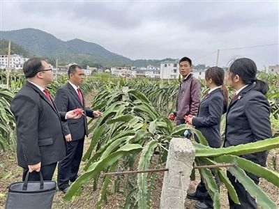  圖④：岑溪法院糯垌法庭法官深入轄區(qū)火龍果基地調(diào)研。