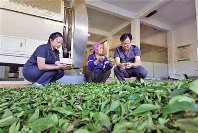  圖③：蒼梧法院六堡法庭法官深入茶企了解企業(yè)生產(chǎn)經(jīng)營情況。