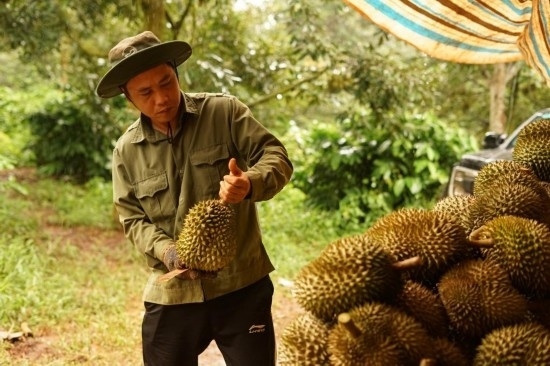 9月15日，在越南多樂省一家榴蓮果園，一名果農(nóng)初步清潔剛采摘的榴蓮。依托中國(guó)-東盟博覽會(huì)等平臺(tái)，越來越多東盟國(guó)家的榴蓮得以更加便捷地進(jìn)入中國(guó)市場(chǎng)，并以更加優(yōu)惠的價(jià)格走上消費(fèi)者的餐桌。（新華社記者胡佳麗攝）