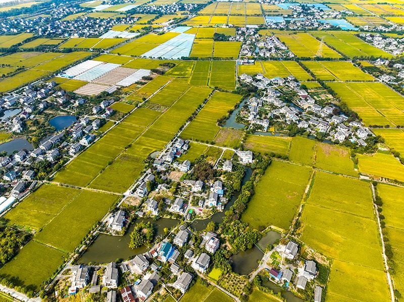 2023年10月22日，浙江海寧市黃灣鎮(zhèn)，金秋時節(jié)，金黃色的稻田與美麗鄉(xiāng)村構成一幅寧靜祥和的畫卷。