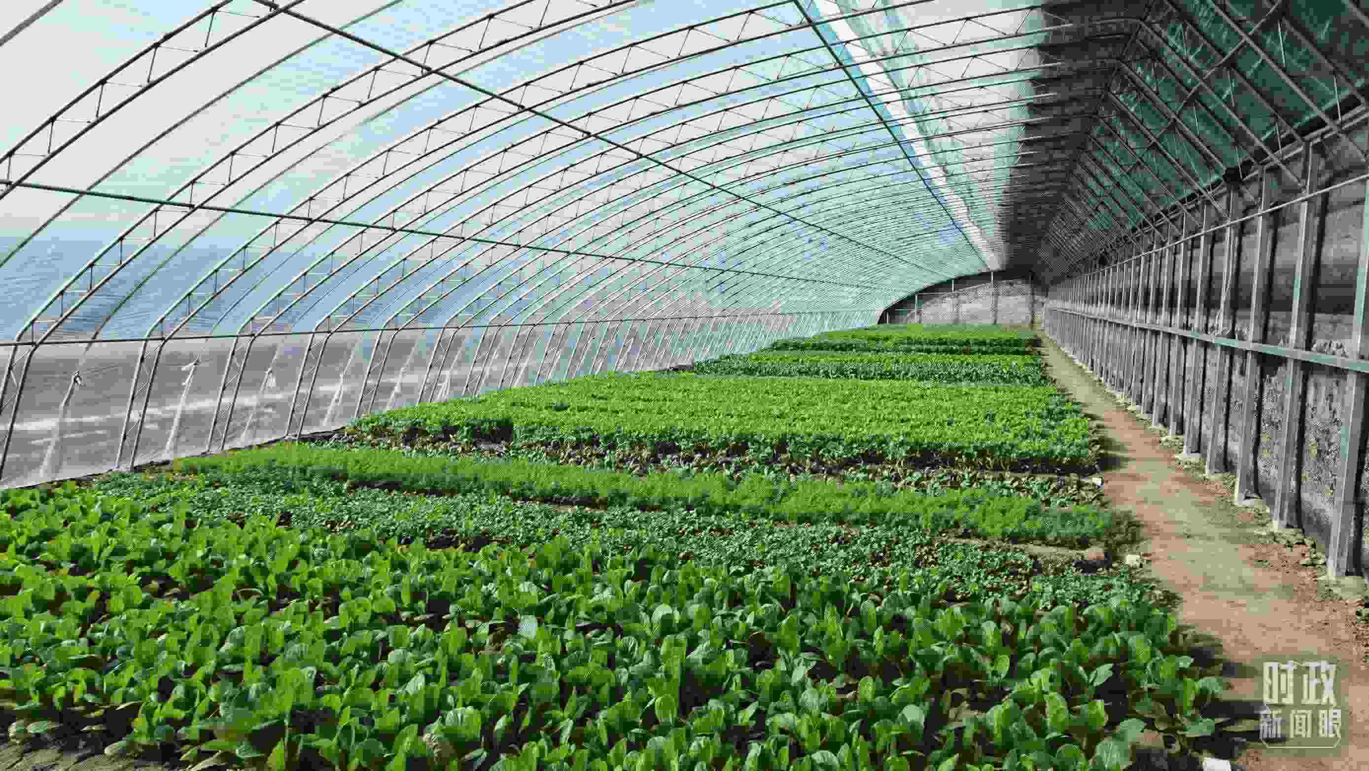 △第六埠村蔬菜大棚。（總臺央視記者郭鴻拍攝）
