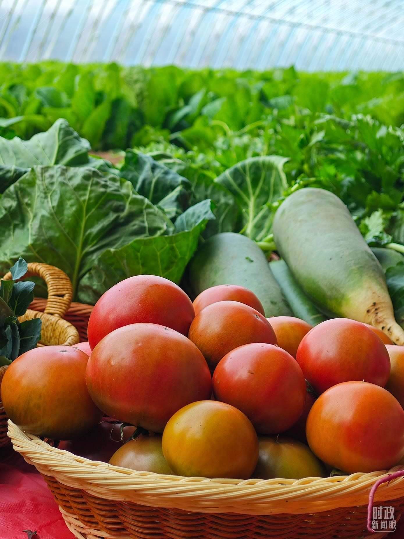 △第六埠村蔬菜大棚，蔬菜收獲頗豐。（總臺(tái)央視記者彭漢明拍攝）