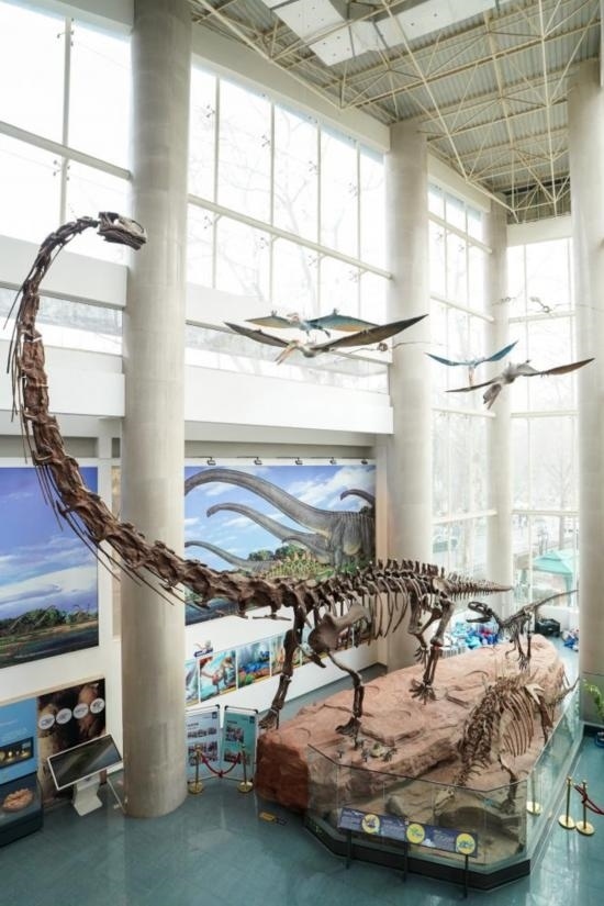 南京古生物博物館展出的馬門溪龍模型。新華社記者李博 攝