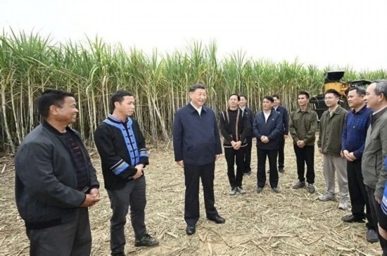 2023年12月14日，習(xí)近平總書記在廣西來賓市國家現(xiàn)代農(nóng)業(yè)產(chǎn)業(yè)園黃安優(yōu)質(zhì)“雙高”糖料蔗基地考察。