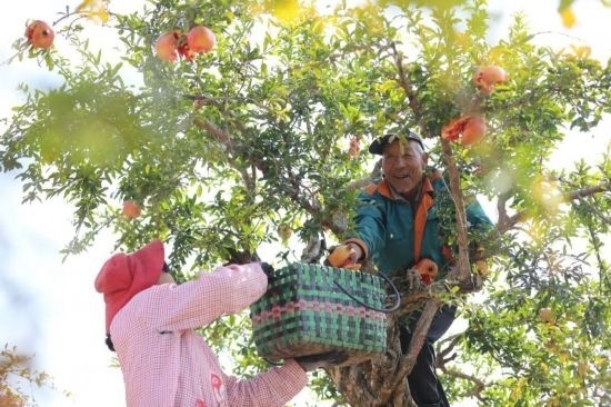 紅彤彤的石榴掛滿枝頭，農(nóng)戶們穿梭在林中采摘，享受著豐收的喜悅。
