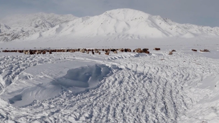 蒙古國(guó)近日發(fā)生雪災(zāi)。圖片來(lái)源：蒙政府網(wǎng)站
