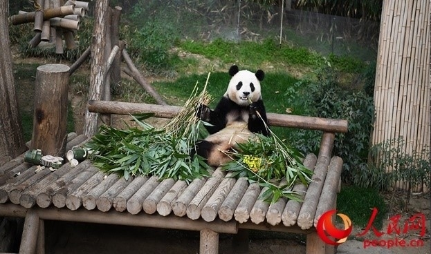 “福寶”享用新鮮的竹子。人民網(wǎng) 李帆攝