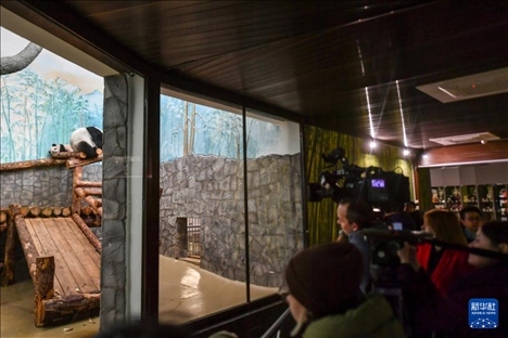 3月8日，人們在俄羅斯莫斯科動物園觀看大熊貓“喀秋莎”（左）和媽媽“丁丁”。新華社記者 曹陽 攝