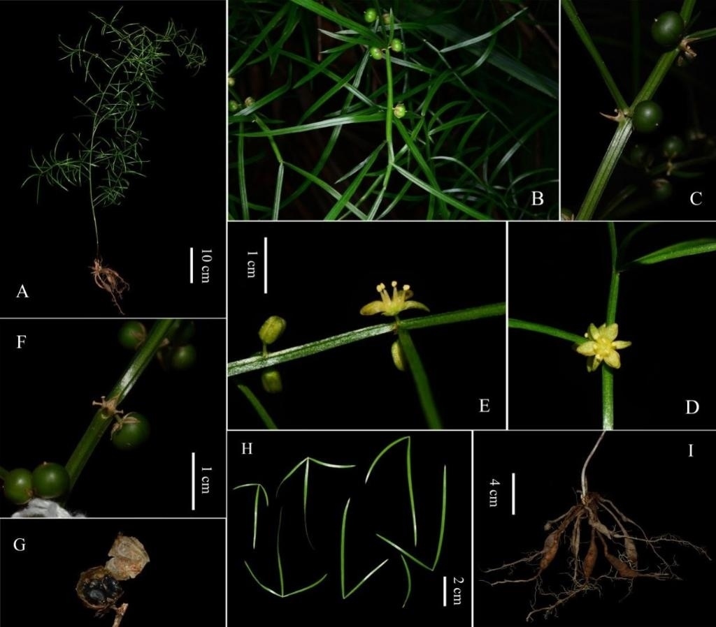 圖為大別山天門冬的形態(tài)特征。（中國科學院武漢植物園供圖）