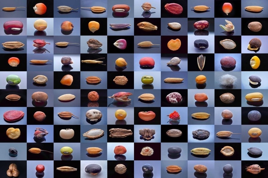 微距鏡頭下，湖南省農(nóng)作物種質(zhì)資源庫的種子千姿百態(tài)（100個(gè)種子拼版照片）。