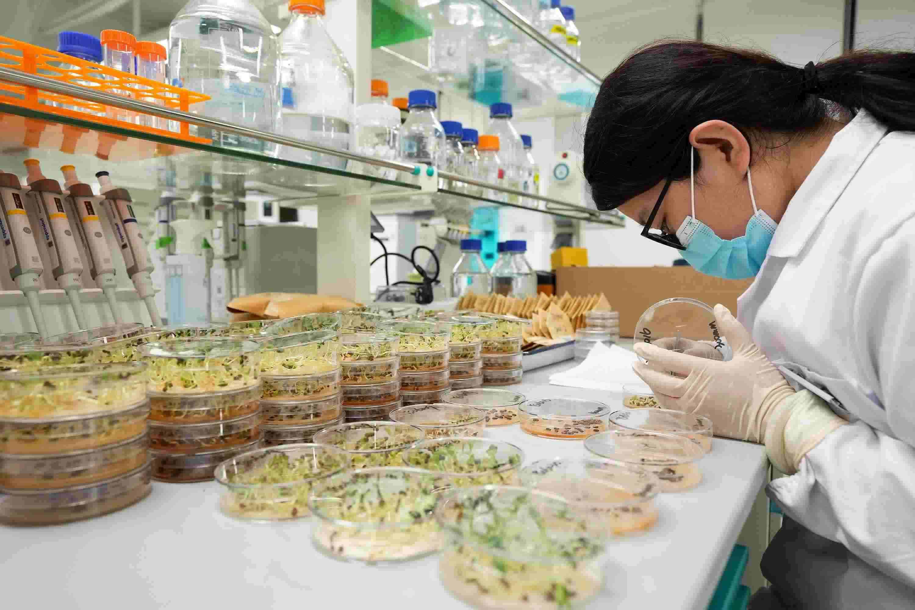 △ 海南三亞崖州灣科技城的崖州灣種子實(shí)驗(yàn)室，科研人員正在觀察種子樣本。