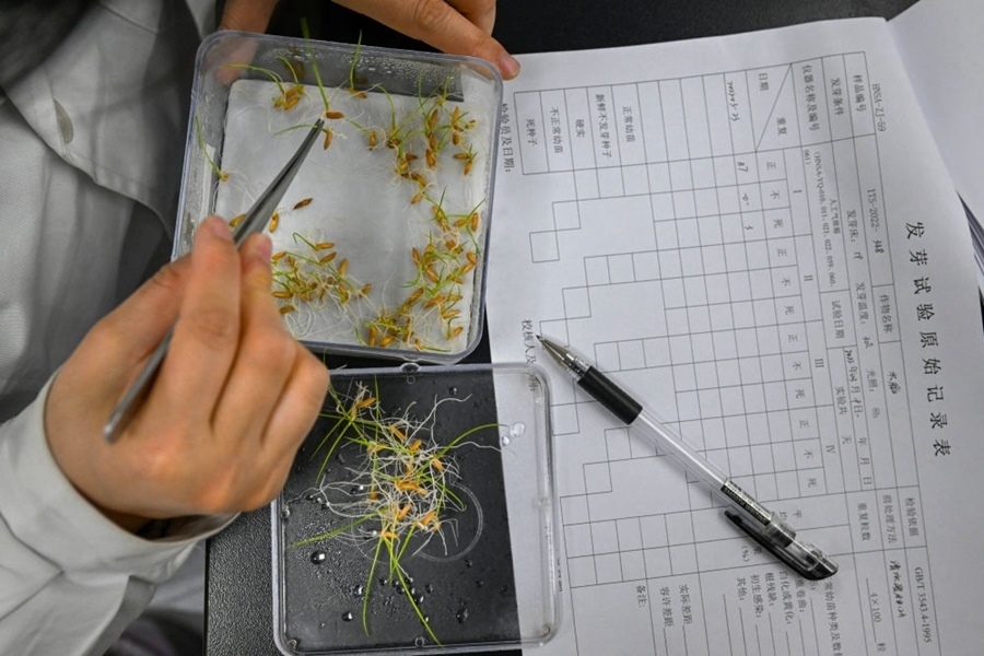 2022年3月23日，在湖南省農(nóng)作物種質(zhì)資源庫實(shí)驗(yàn)室，檢測員對保存的水稻種子進(jìn)行發(fā)芽試驗(yàn)檢測。