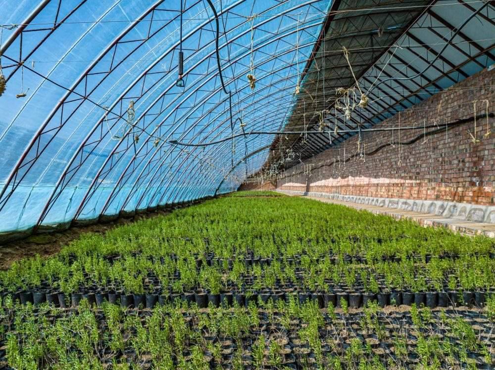 △內(nèi)蒙古一苗圃正在育苗。今年內(nèi)蒙古將投資2200萬(wàn)元保障“三北”工程種苗供應(yīng)，助力打好“三北”工程攻堅(jiān)戰(zhàn)。