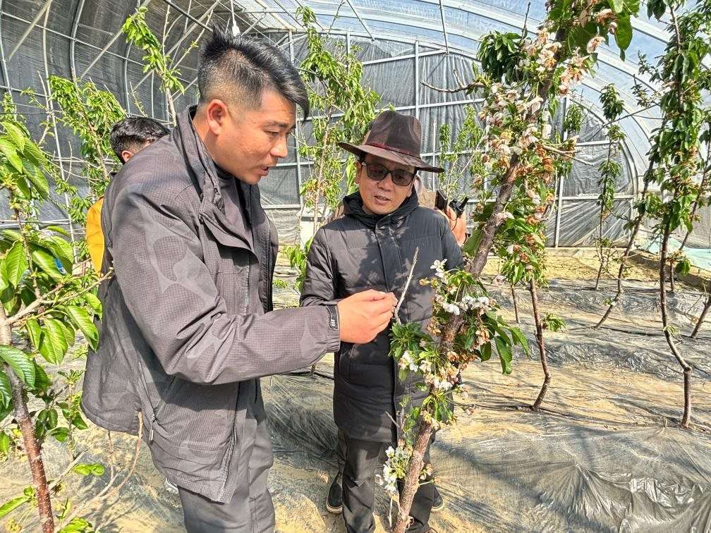 山東援藏小組及技術(shù)人員在大棚查看果蔬長(zhǎng)勢(shì)。（受訪者供圖）