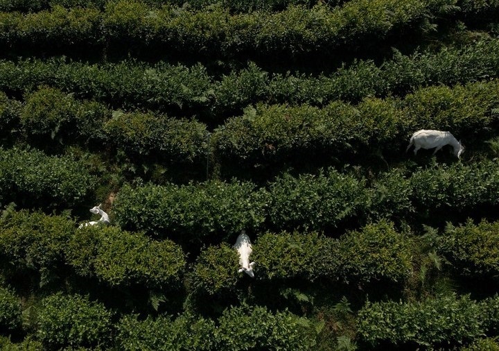 惠明茶園，養(yǎng)羊控草。供圖 共享聯(lián)盟·景寧