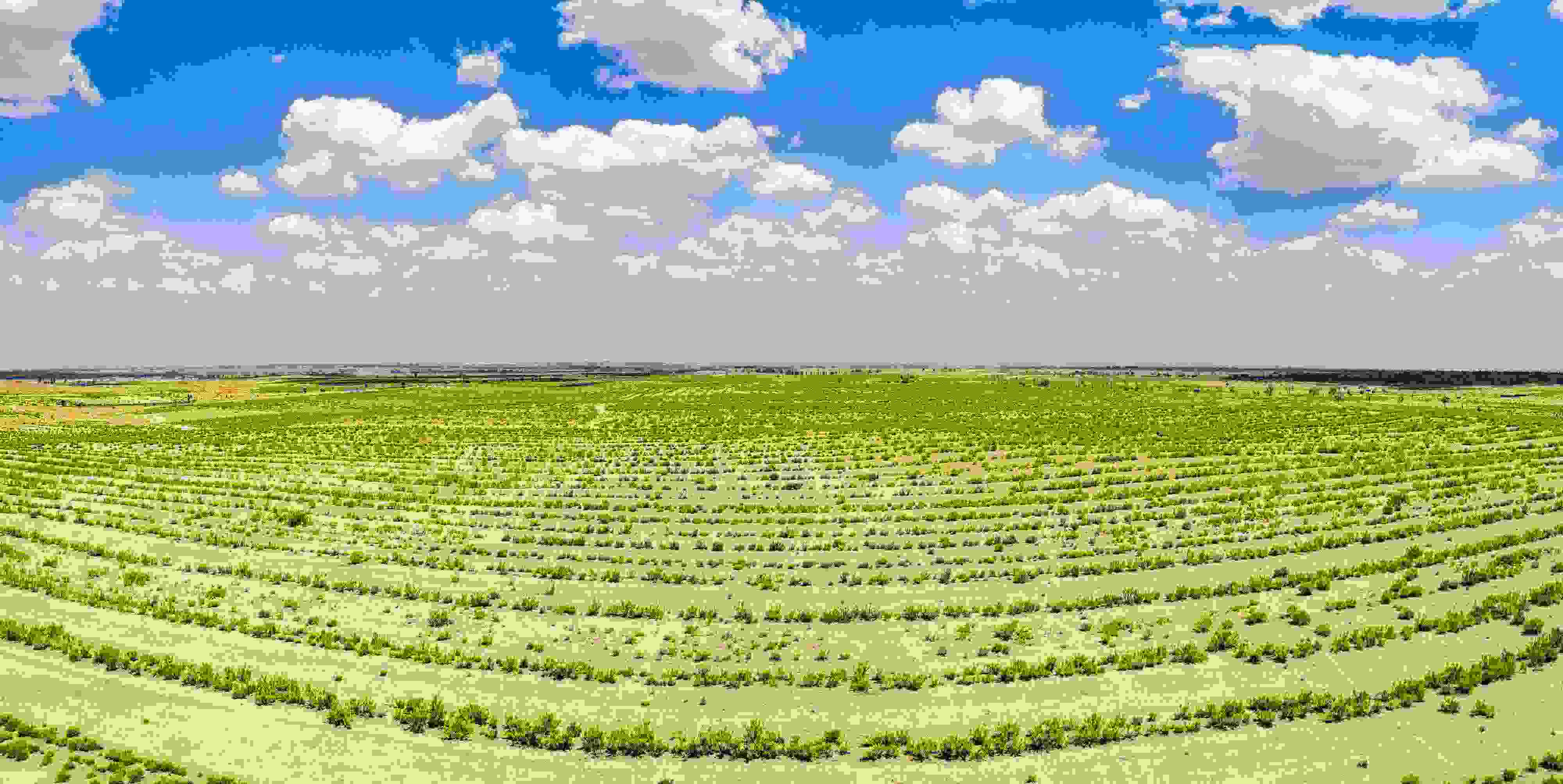 2023年6月7日，內(nèi)蒙古鄂爾多斯，毛烏素沙漠。