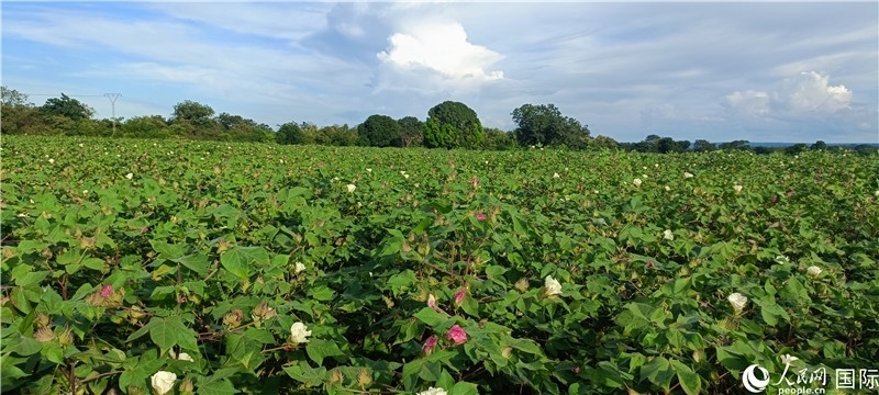 中國(guó)技術(shù)培養(yǎng)的當(dāng)?shù)孛藁ㄌ?。人民網(wǎng)記者 黃培昭攝