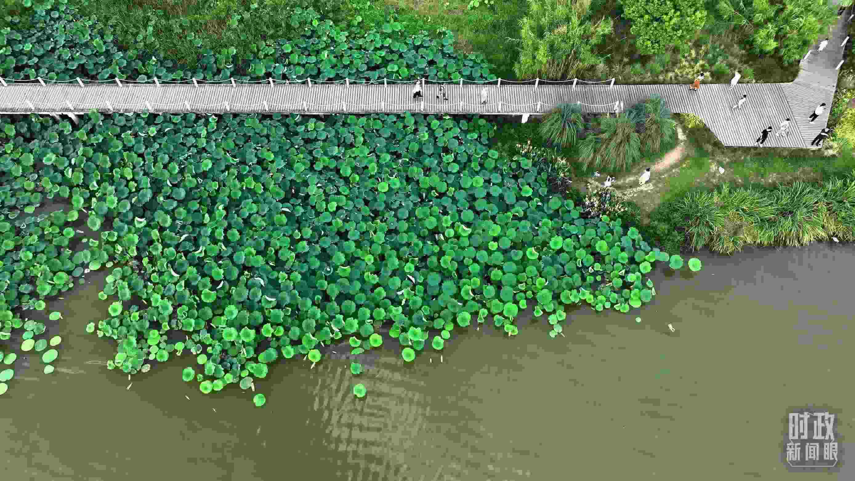 △陜西漢中天漢濕地公園內(nèi)，游人穿行，荷影婆娑。（總臺記者劉海濤拍攝）