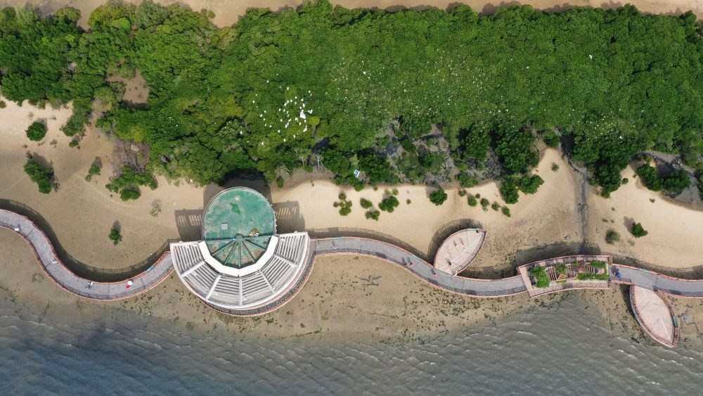 俯瞰廣東湛江市區(qū)海邊的紅樹(shù)林（2023年5月25日攝，無(wú)人機(jī)照片）。