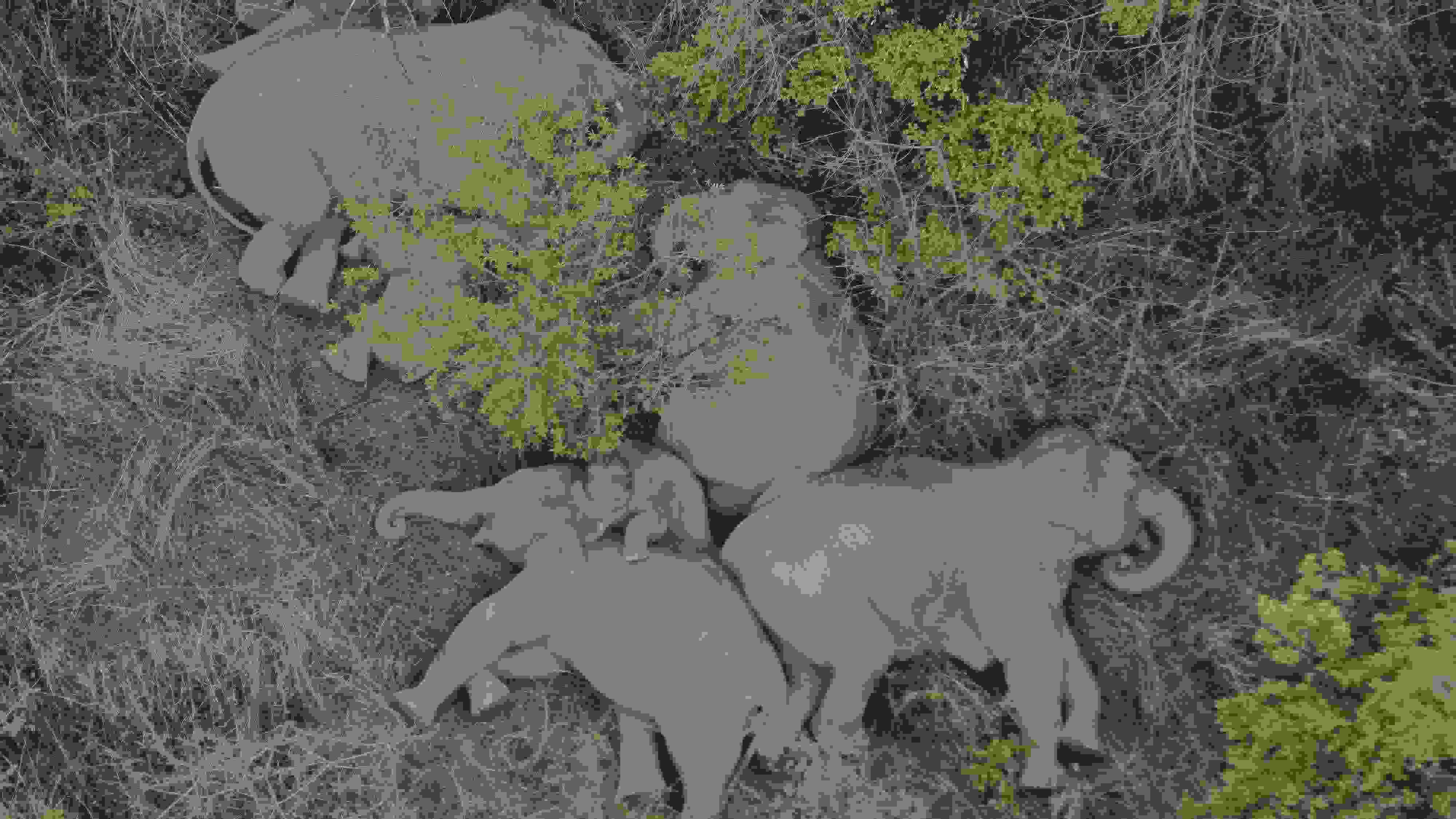 2021年6月7日，航拍顯示亞洲象群在云南省昆明市晉寧區(qū)夕陽鄉(xiāng)山林地里睡覺休息。