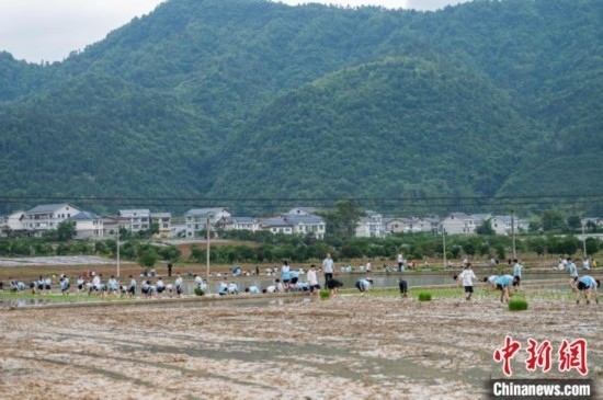圖為5月21日，綏陽(yáng)縣旺草中學(xué)學(xué)生在旺草萬(wàn)畝大壩體驗(yàn)插秧。唐哲 攝