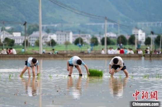 圖為5月21日，綏陽(yáng)縣旺草中學(xué)學(xué)生在旺草萬(wàn)畝大壩體驗(yàn)插秧。唐哲 攝