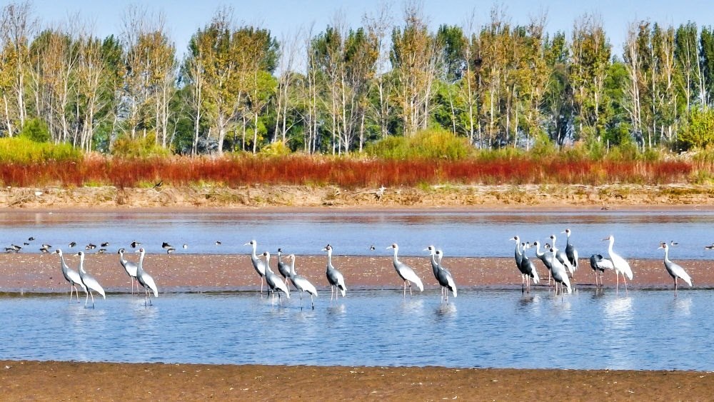 在山東黃河三角洲國家級自然保護(hù)區(qū)拍攝的白枕鶴（2022年10月18日攝）。新華社發(fā)（楊斌 攝）