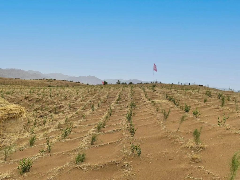內(nèi)蒙古巴彥淖爾市杭錦后旗治沙新品種沙木蓼和四翅濱藜苗木示范區(qū)。新華社記者 李云平 攝