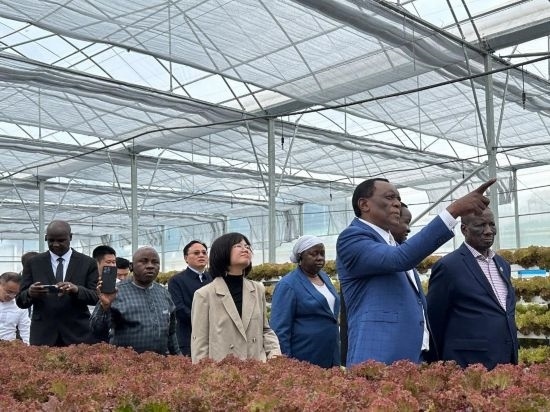 使節(jié)團(tuán)考察貴州省清鎮(zhèn)駱家橋蔬菜保供基地的無土栽培溫室。新華社記者 袁睿 攝