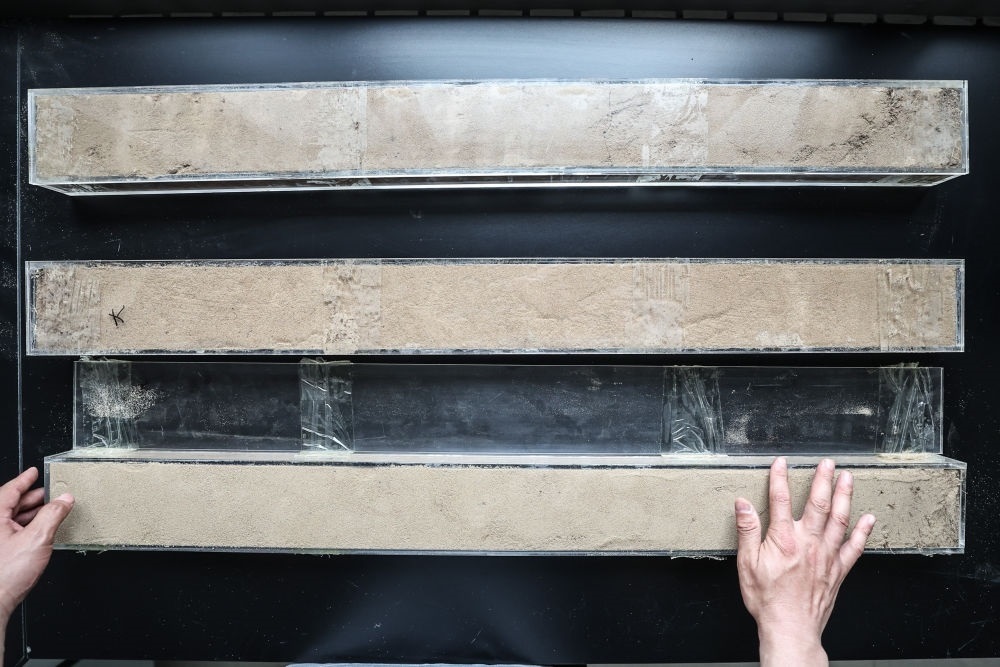 “草根博士”呂林有在遼寧省農(nóng)業(yè)科學(xué)院沙地治理與利用研究所章古臺基地實(shí)驗(yàn)室整理提取的沙地土壤剖面樣本（2024年5月30日攝）。新華社記者 潘昱龍 攝