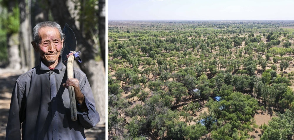 拼版照片：左圖為內(nèi)蒙古鄂托克前旗呼和陶勒蓋嘎查的牧民曹扎娃出門勞作（2023年6月14日攝）；右圖為曹扎娃的承包地（2023年6月14日攝，無人機(jī)照片）。20世紀(jì)80年代，在毛烏素沙地中，曹扎娃主動承包了2300多畝沙地。這么多年來，曹扎娃堅(jiān)持種樹治沙，最終將沙地變成了林海。新華社記者 劉磊 攝