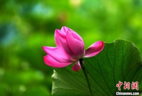 6月19日，時(shí)值一年畢業(yè)季，四川大學(xué)望江校區(qū)荷花池里的荷花盛開(kāi)，成為了畢業(yè)生們的打卡圣地，吸引了眾多畢業(yè)生拍照留念。圖為盛開(kāi)的荷花。中新社記者 安源 攝