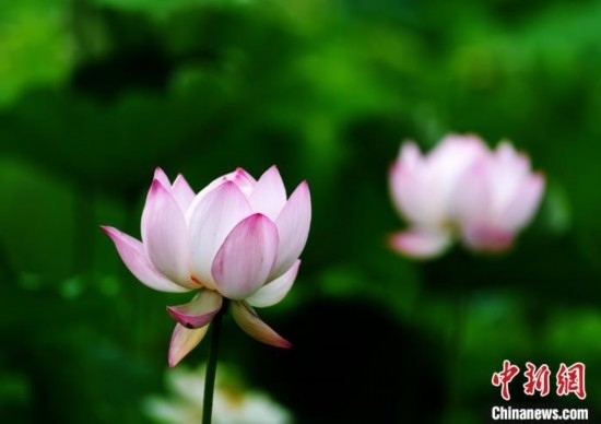 6月19日，時(shí)值一年畢業(yè)季，四川大學(xué)望江校區(qū)荷花池里的荷花盛開(kāi)，成為了畢業(yè)生們的打卡圣地，吸引了眾多畢業(yè)生拍照留念。圖為盛開(kāi)的荷花。中新社記者 安源 攝