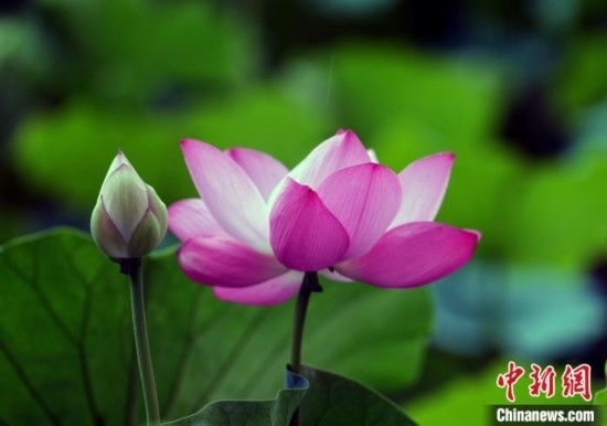 6月19日，時(shí)值一年畢業(yè)季，四川大學(xué)望江校區(qū)荷花池里的荷花盛開(kāi)，成為了畢業(yè)生們的打卡圣地，吸引了眾多畢業(yè)生拍照留念。圖為盛開(kāi)的荷花。中新社記者 安源 攝