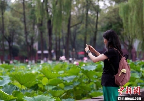6月19日，時(shí)值一年畢業(yè)季，四川大學(xué)望江校區(qū)荷花池里的荷花盛開(kāi)，成為了畢業(yè)生們的打卡圣地，吸引了眾多畢業(yè)生拍照留念。圖為畢業(yè)生在荷花池邊拍照留念。中新社記者 安源 攝