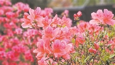 井岡山大學(xué)北區(qū)的生物園內(nèi)，一叢叢映山紅競相怒放。井岡山大學(xué)供圖