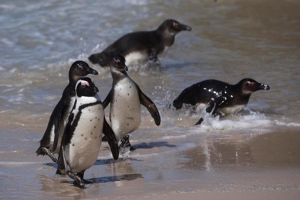 這是2021年9月29日在南非西蒙斯敦的博爾德斯海灘拍攝的捕食歸來的非洲企鵝。新華社記者 陳誠(chéng) 攝