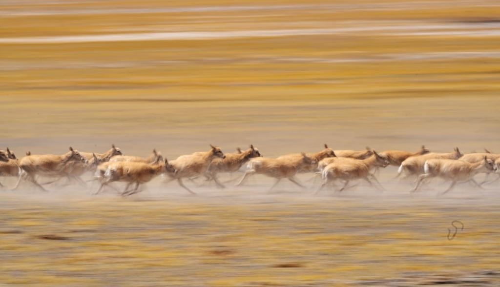 2024年6月13日，在羌塘國家級自然保護(hù)區(qū)，遷徙中的藏羚羊奔跑起來。新華社記者費茂華攝