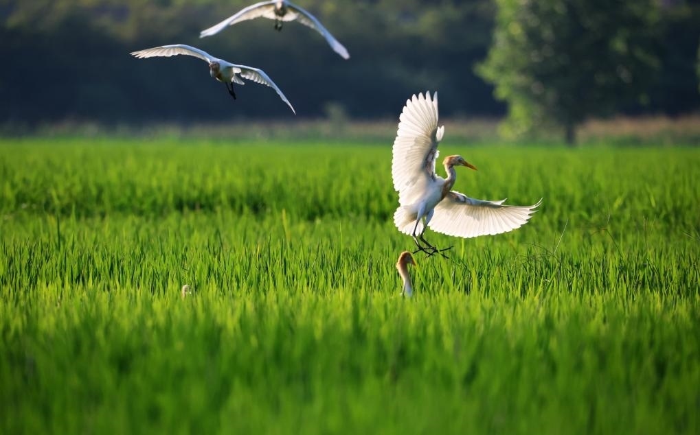 2023年8月7日，鷺鳥在山東省臨沂市郯城縣郯城街道水稻田間飛舞。新華社發(fā)（張春雷 攝）