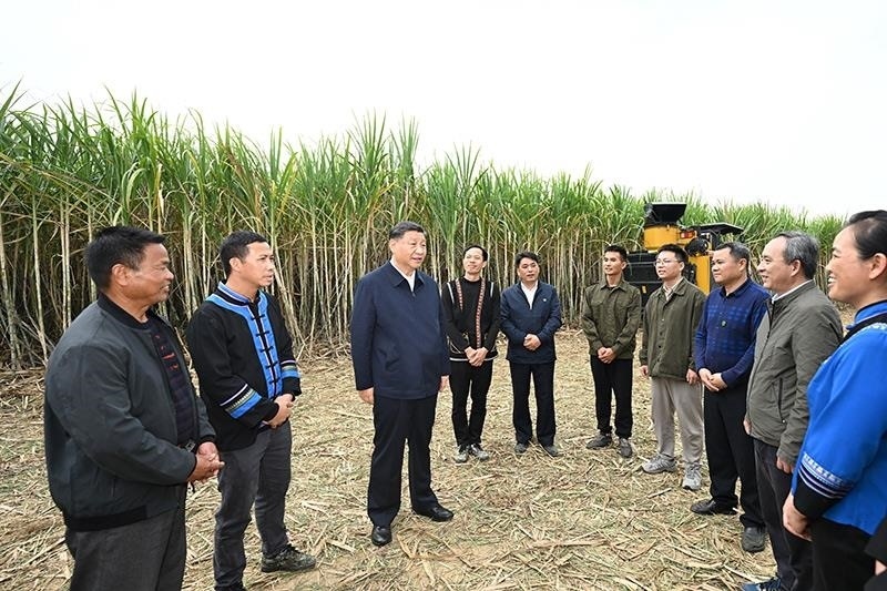 2023年12月14日，習近平總書記在廣西來賓市國家現(xiàn)代農(nóng)業(yè)產(chǎn)業(yè)園黃安優(yōu)質(zhì)“雙高”糖料蔗基地考察時，同蔗農(nóng)、農(nóng)機手和農(nóng)技人員親切交流。